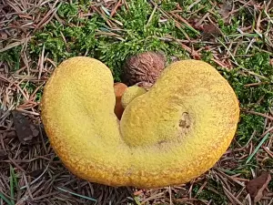 Annelies 02 Krakeling